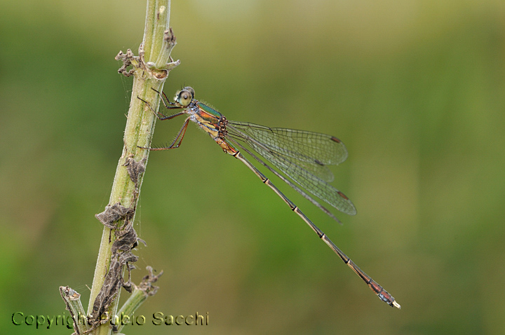 Chalcolestes parvidens